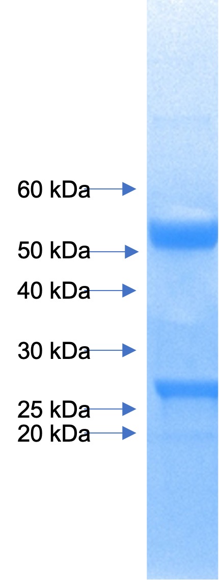 Anti-IL-23 (Tremfya)(Guselkumab biosimilar) mAb